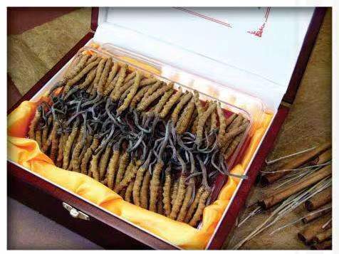 勐腊冬虫夏草回收